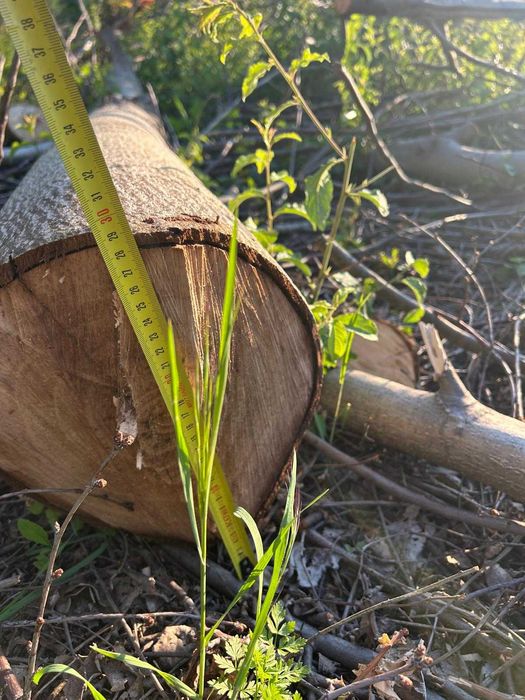 Vând 10 butuci lemn de buc de diferite dimensiuni