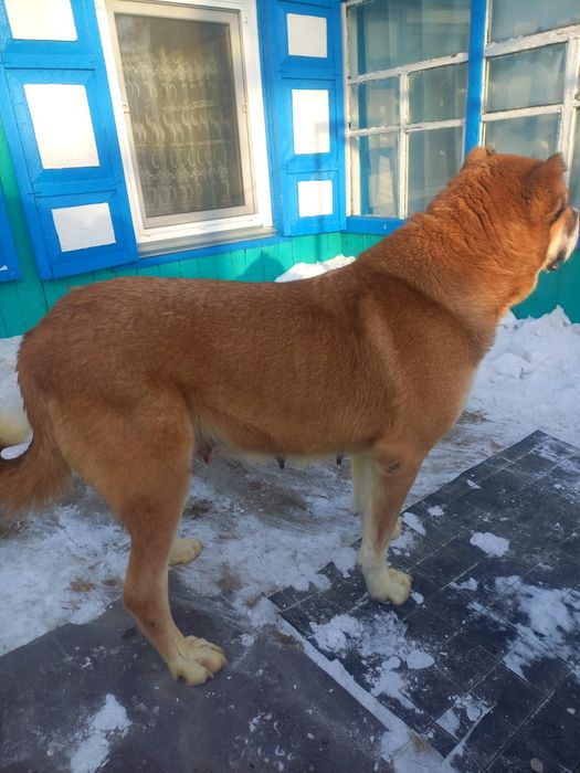 Продам щенков ,,Алабай,,,