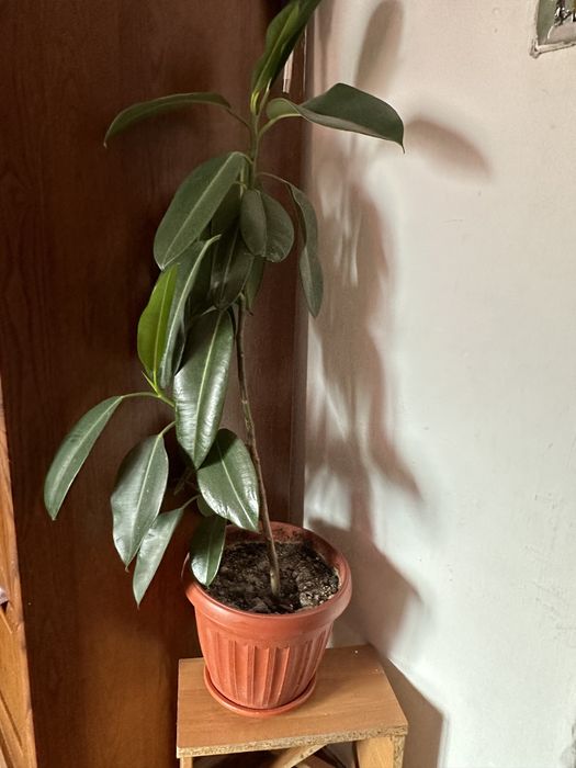 Продам домашние цветы