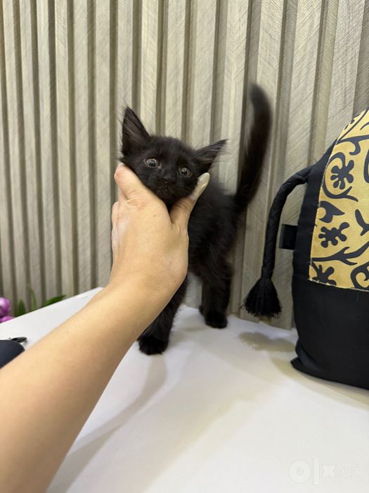 Отдам котенка в хорошие руки