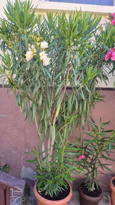 Leandru matur de vânzare.