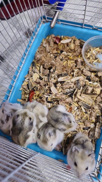 Продам джунгарских хомяков