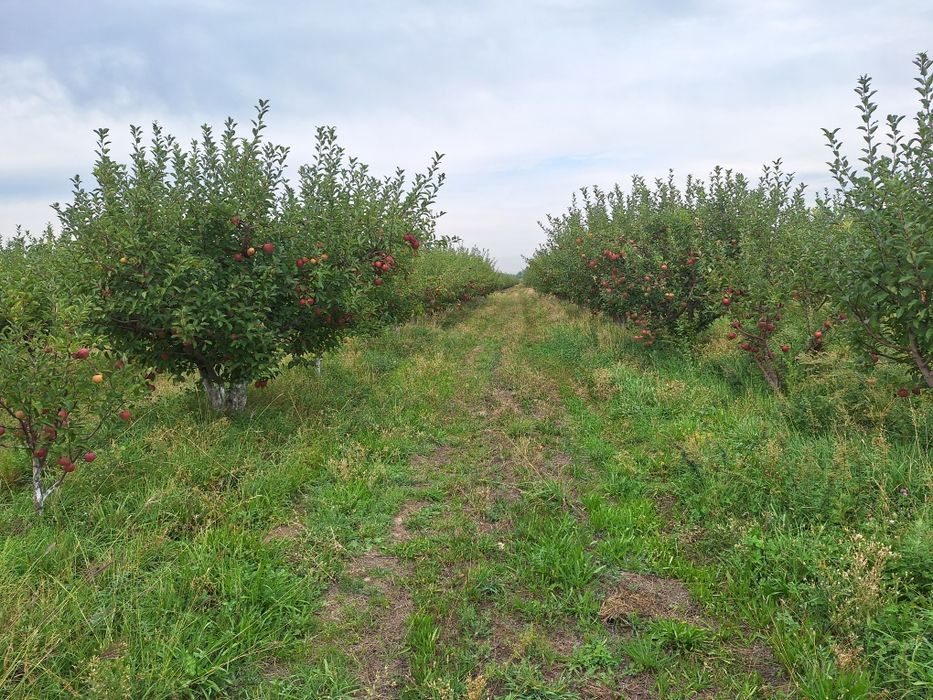 Продам ЯБЛОНЕВЫЙ САД ухоженный.