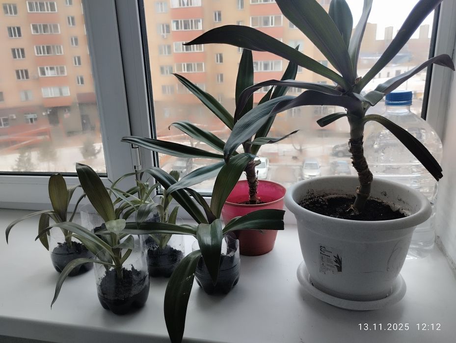 Пальмы вместе с горшками