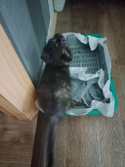 Кошечка ищет дом!