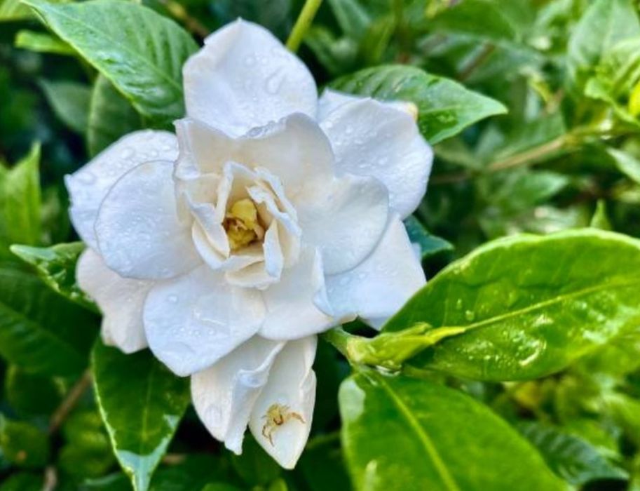 Гардения жасминовидная