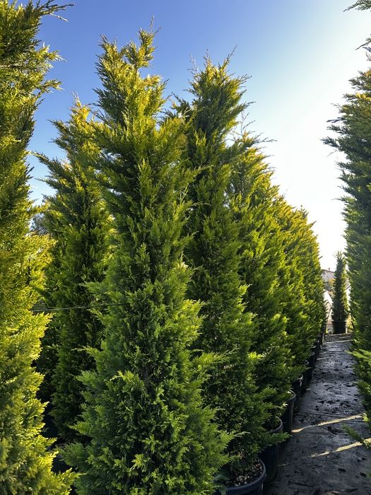Plante ornamentale la preț de producător, tuia, leylandii, euonymus