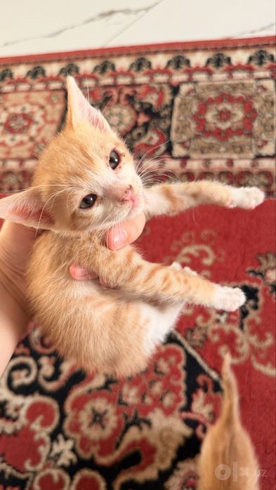 Отдам даром котят!