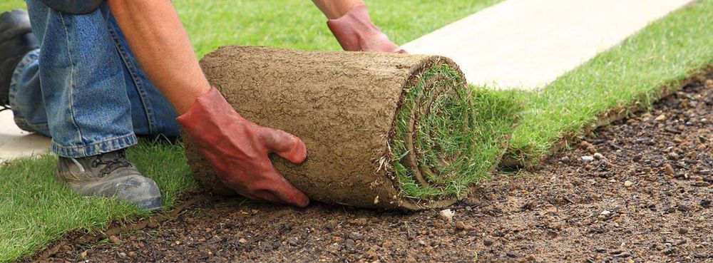 Газон высшего качества