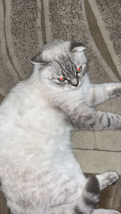 кошка скотиш фолд