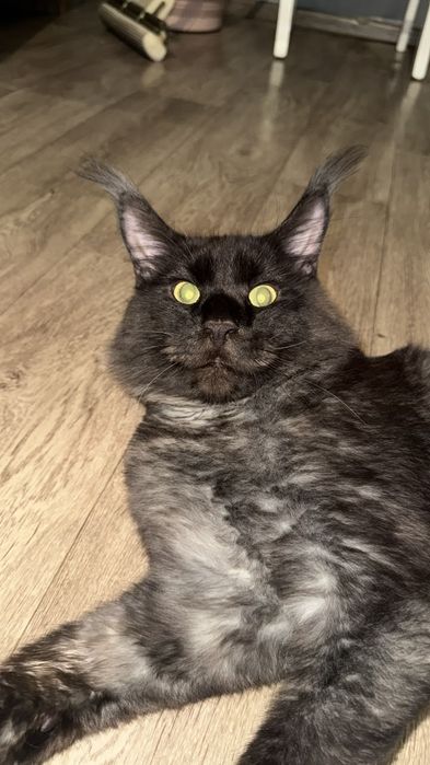 Мейкун кот вязка !!!