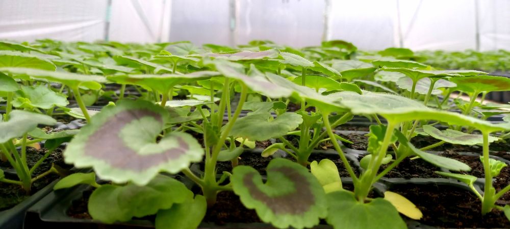 Мушката за доотглеждане