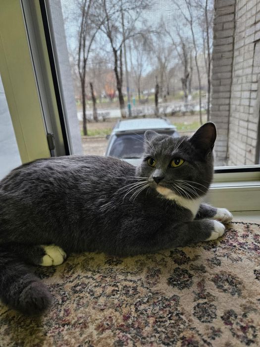 Молодые кошечки в поиске дома