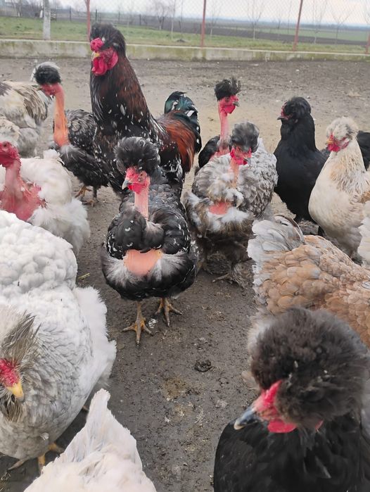 Oua incubat găini motate golașe și barboase