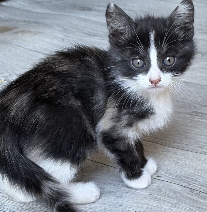 Отдам бесплатно котят