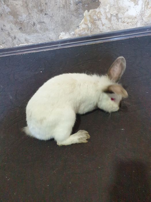 Kaliforniya zotli quyon