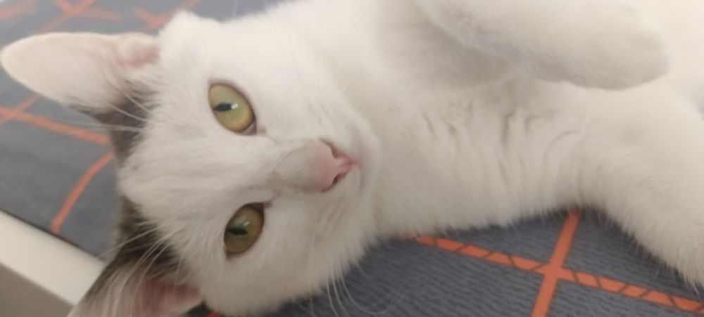 Кот, мальчик. 1 год