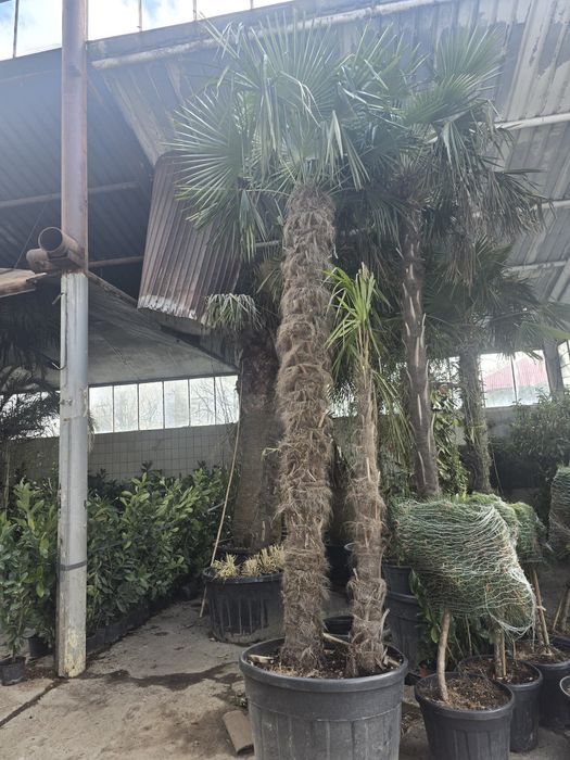 Magnolia mesteacăn alb 3m 6m