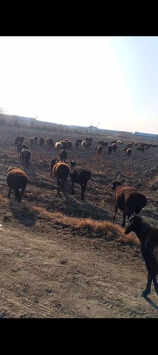 Bug'oz qo'ylar sotiladi