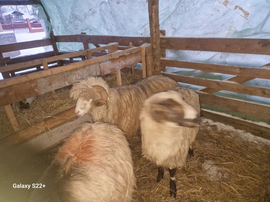 Berbeci bal devanzare