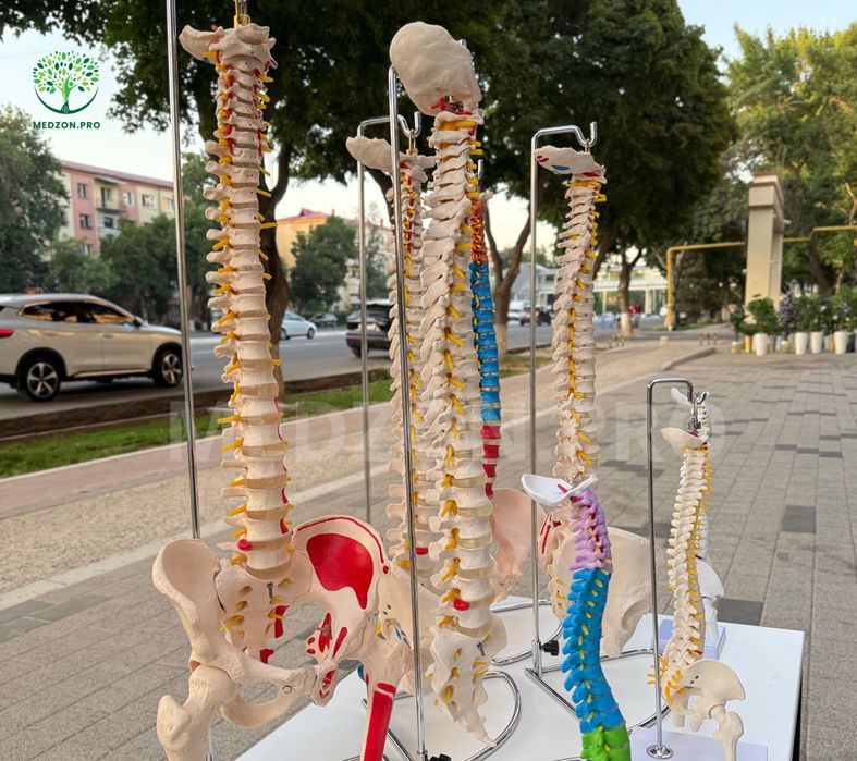 Анатомические Муляж - позвоночника
