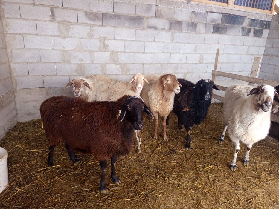 Продаётся бараны