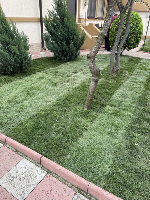 Rulouri Gazon sau insamintare servicii Profii , 50 lei mp la gata !!!