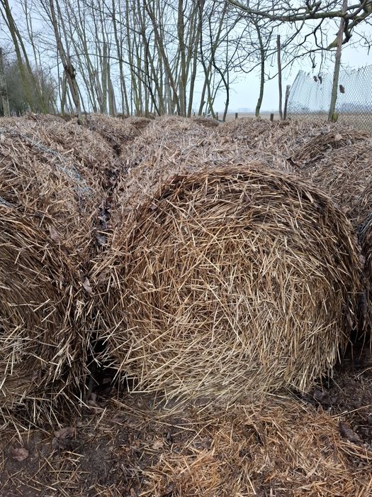 Vănd baloti de paie de grău