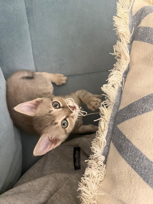 Котенок ищет дом