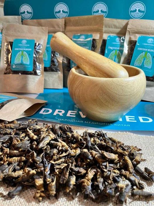 Продаю азиатскую медведку с о. Хайнань