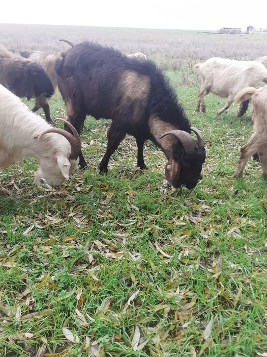 Vand tap anglo nubian