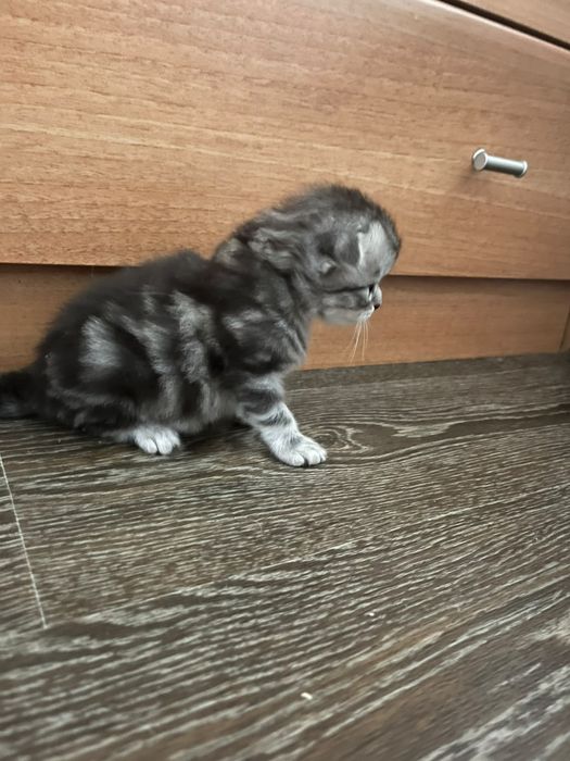 Шотландские котята
