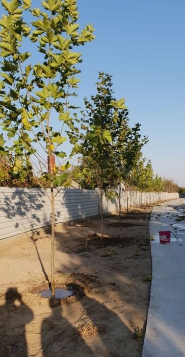 Mesteacăn mutitulpinar cu coaja alba, la ghiveci Platani tei argintiu