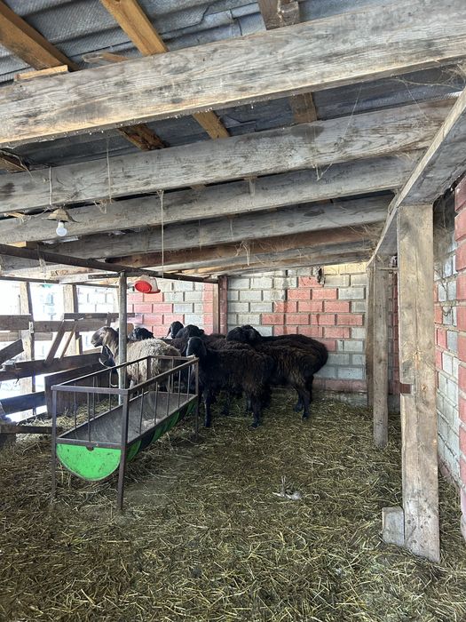 Элитные бараны Арашан на продажу