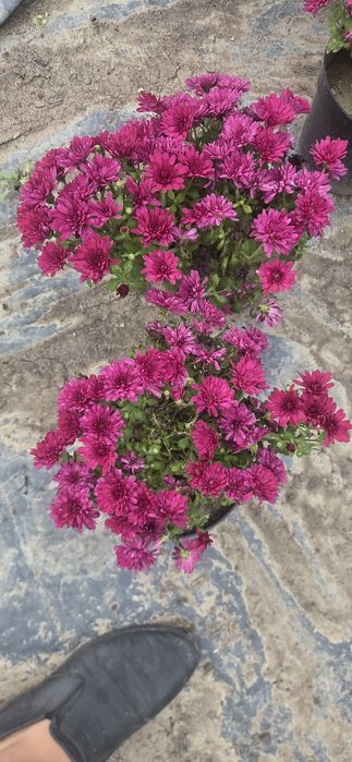 Vand  Crizanteme multiflore