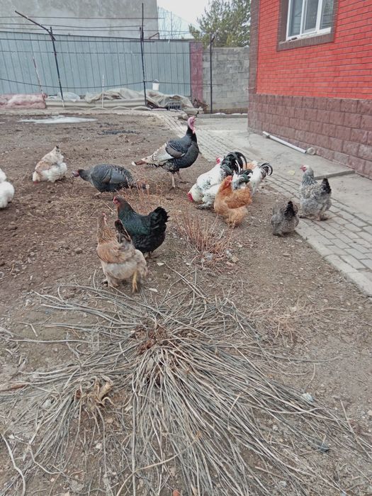 Продам домашних курей