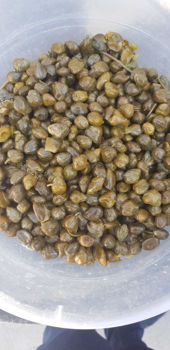 Продается турецкое оборудование по перероботке и колибровке каперсов!