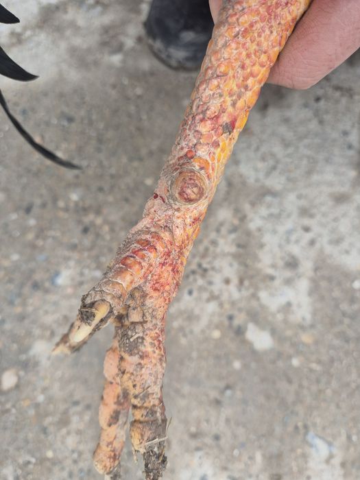 Продам хорошего бойца