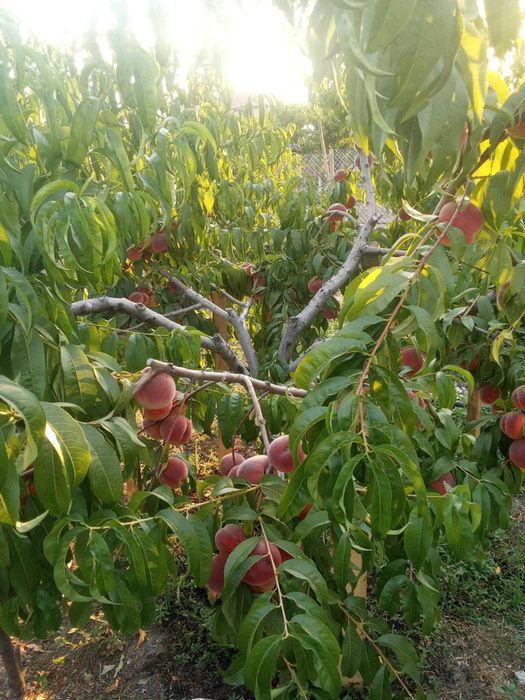 Продавам праскови