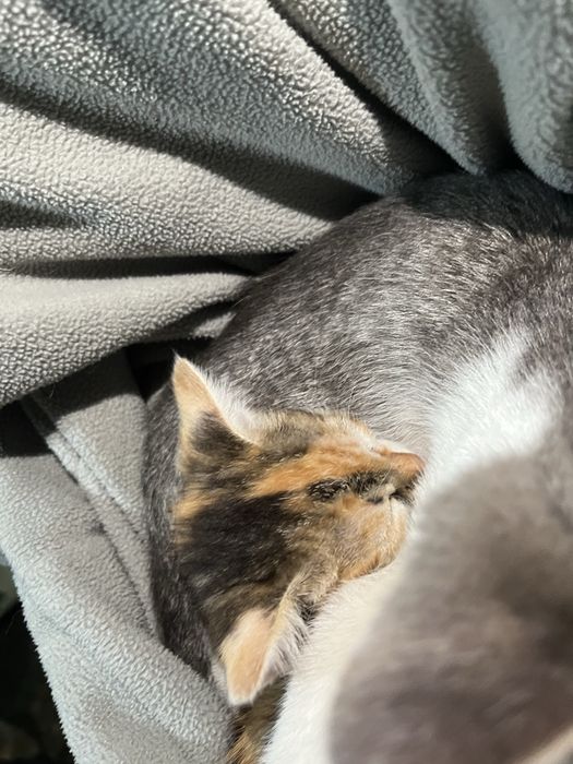 отдам котят в добрые руки