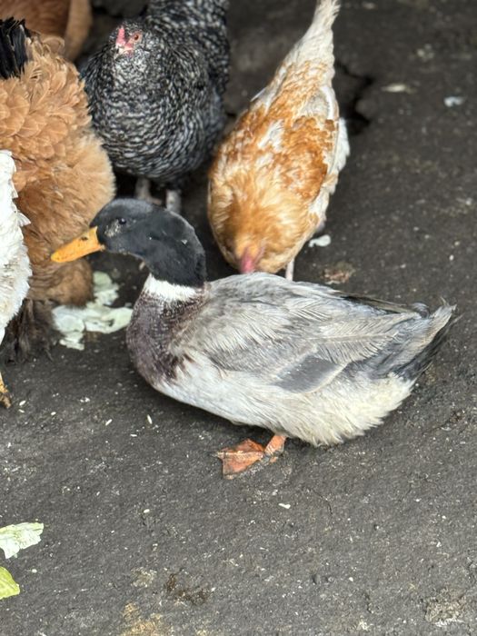 Продам утку фаворит