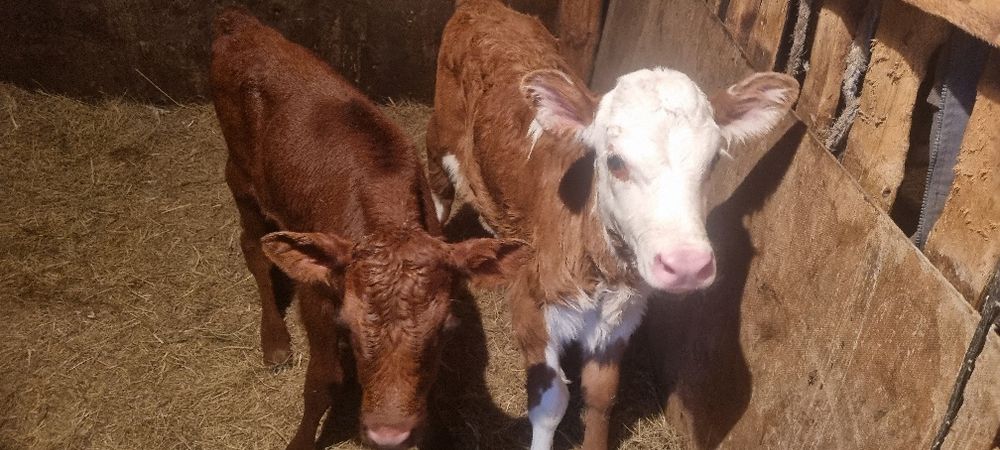 Продам двух телят