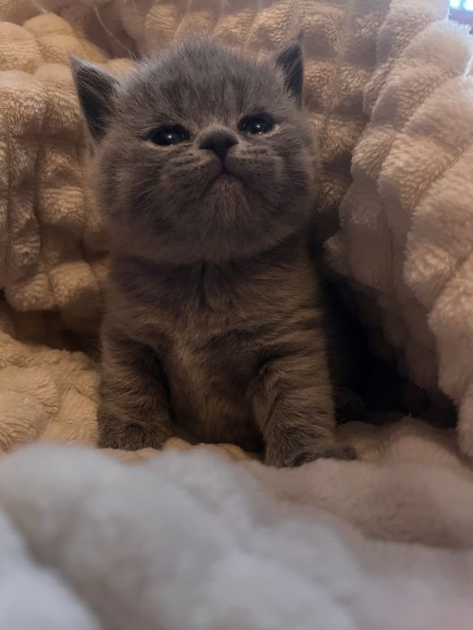 Британские котята