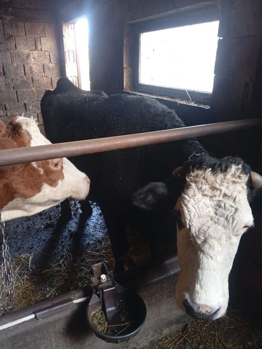 Vacă bună de vânzare .