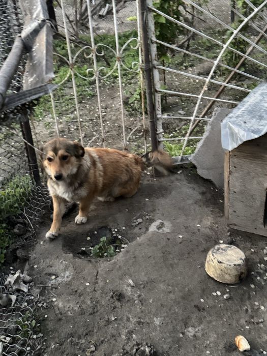 Отдам в хорошие руки