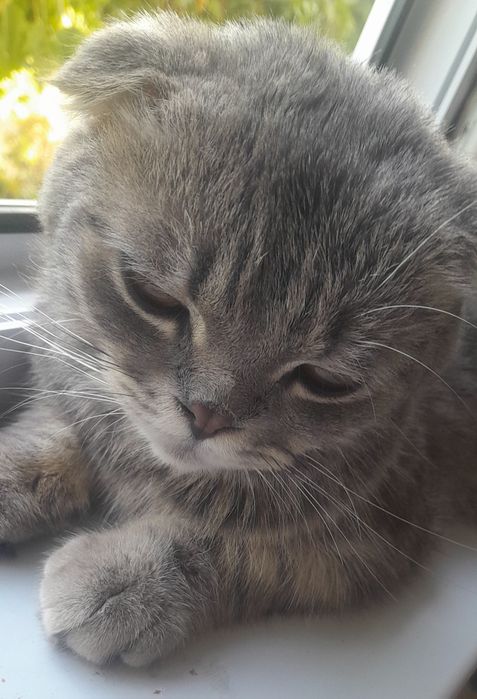 Scottish fold ög'ipbola