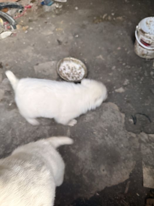 Күшік сатылады алабай