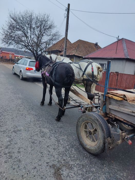 Manz de 2 ani de vânzare