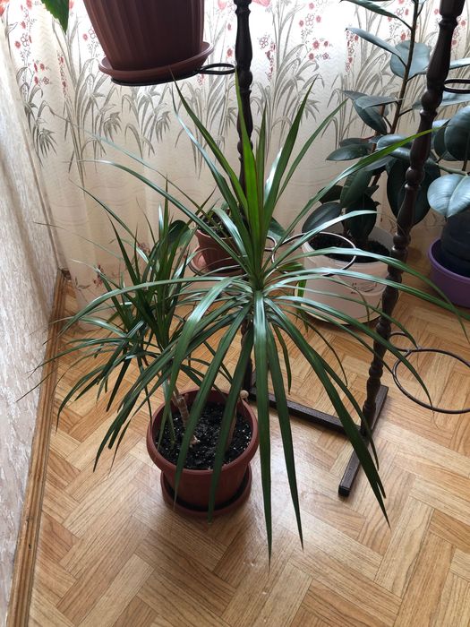 Продам домашние цветы