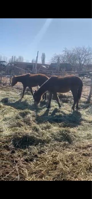 Байталдар, тайлар сатылады